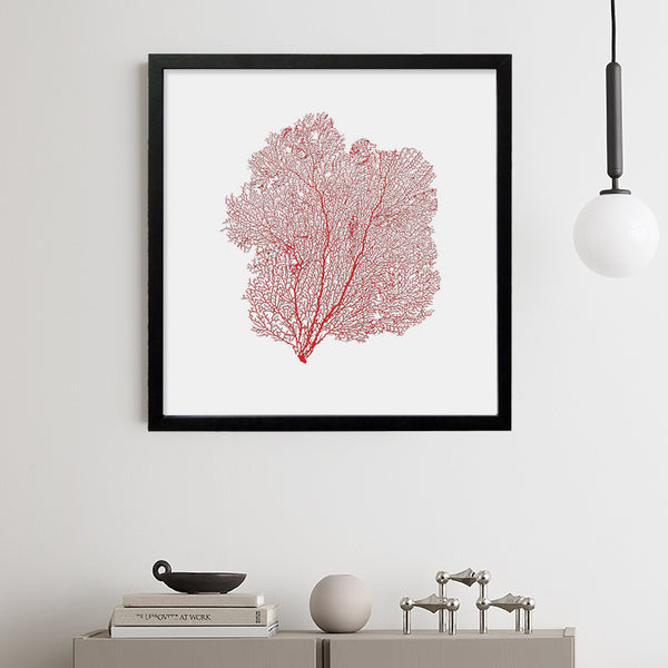 Framed Red Sea Fan - Black Frame